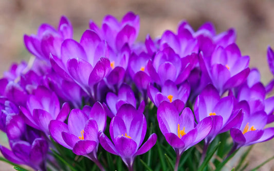 Can-We-Keep-Kesar-Saffron-in-the-Fridge Real Himalayas